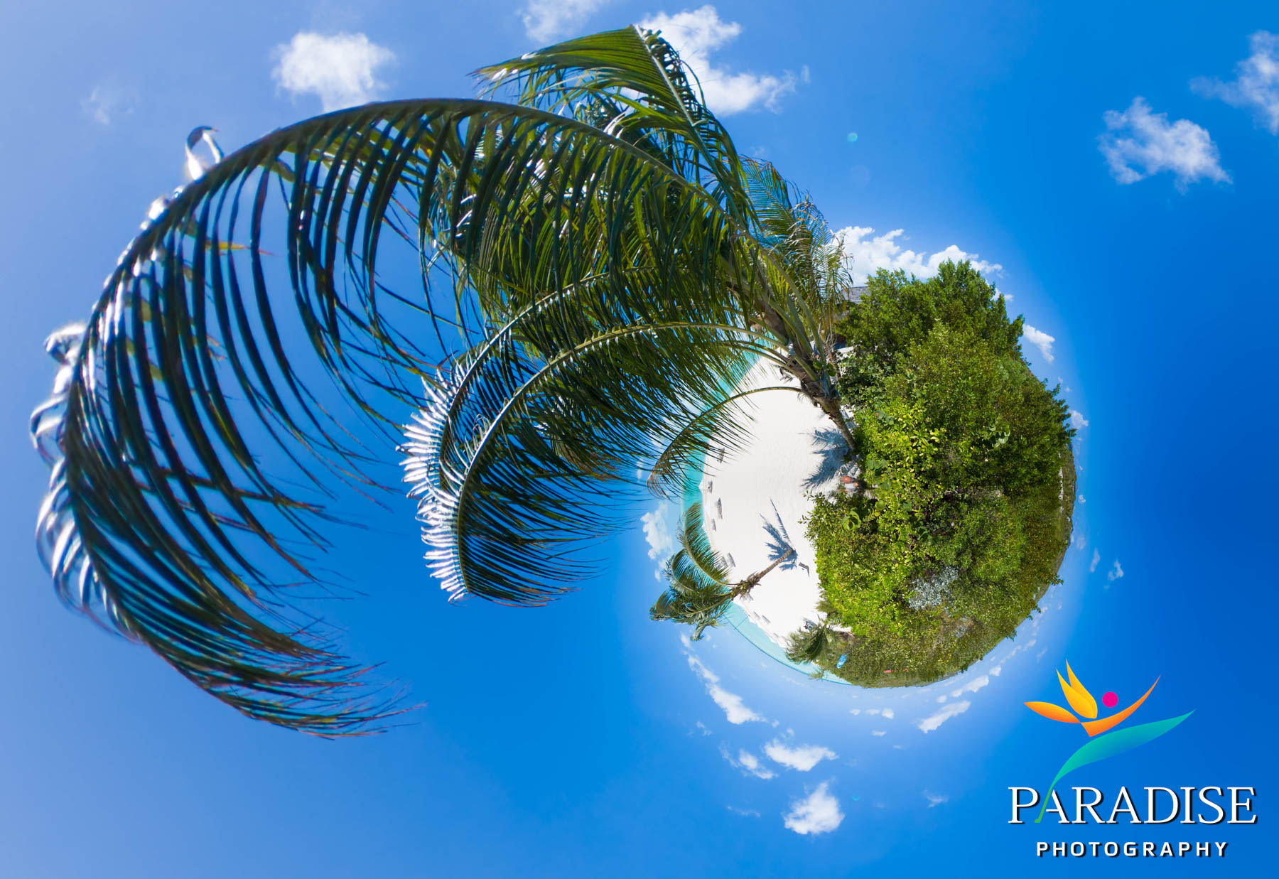 Palm tree little planet effect